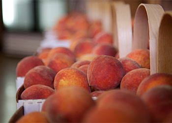 Juicy peaches freshly picked and ready to made into a steaming peach pie at the Peach Barn Orchard and Bakery, Porter, Oklahoma.